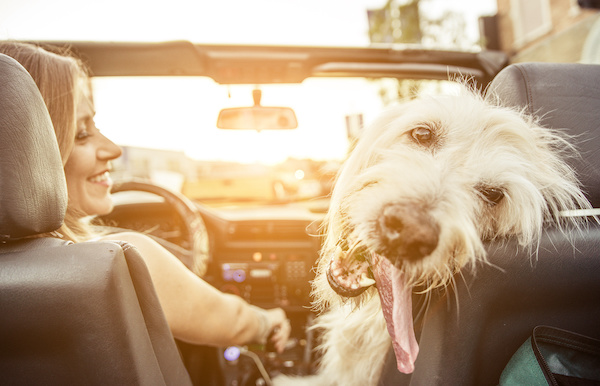 What You Need to Know Before Bringing Your Pet on the Road this Summer
